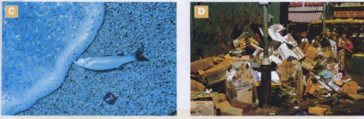 Pictures C and D